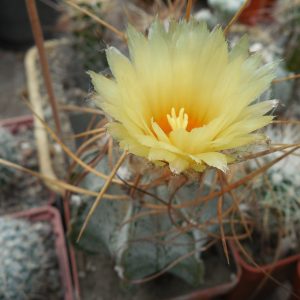 Astrophytum capricorne- cv.Weisse Stachel