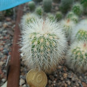 Echinocereus reichenbachii JRT 301 - Barber Co, Ks. - (to - 23*C) - MG -