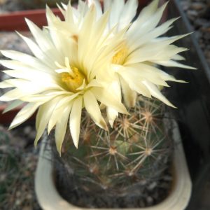 Coryphantha laui - MG -