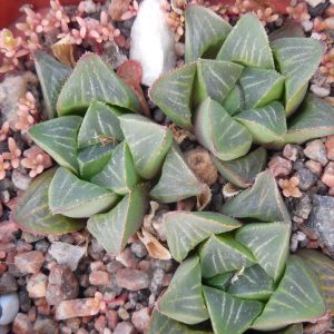 Haworthia retusa