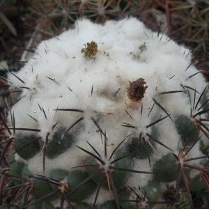 Coryphantha greenwoodii