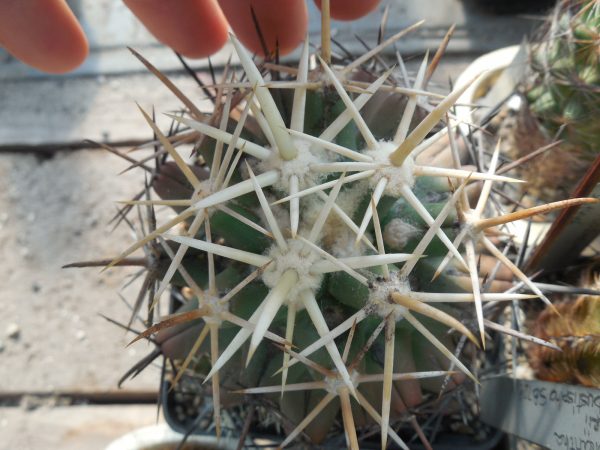 DSCN7663