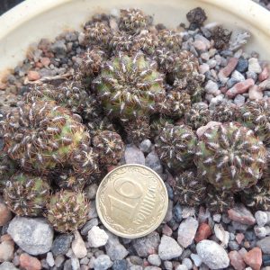 Sulcorebutia steinbachii  JD138