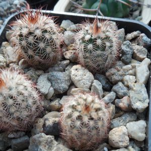 Echinocereus reichenbachii - v. perbellus DJF 971.5 - Pueblo Co. Co. - (to -23*C) - MG -