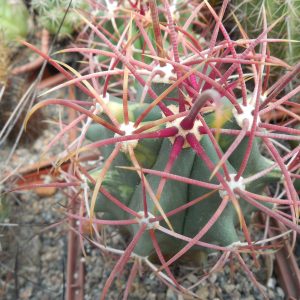Ferocactus cylindraceus - Meadview, Az.  - super dense red spines  - MG - f.variegata