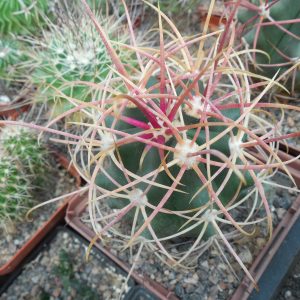 Ferocactus cylindraceus - Meadview, Az.  - super dense red spines  - MG -