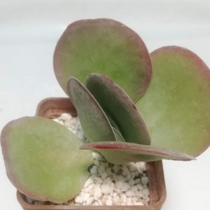 Kalanchoe thyrsifolia