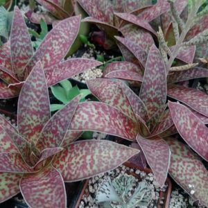 Crassula alba