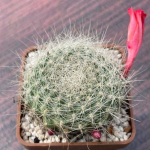 Rebutia senilis