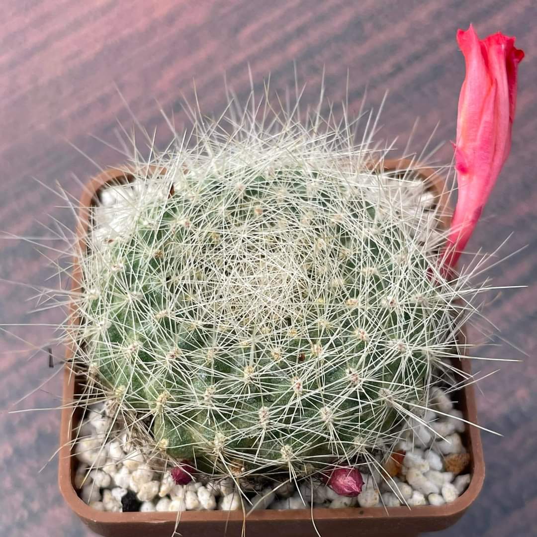 Rebutia senilis