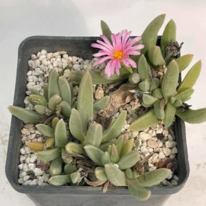 Delosperma haraseanum
