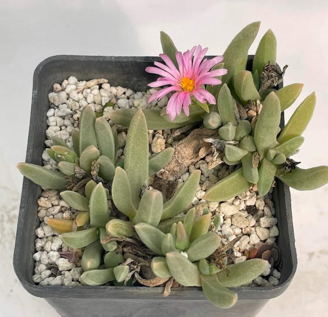 Delosperma haraseanum
