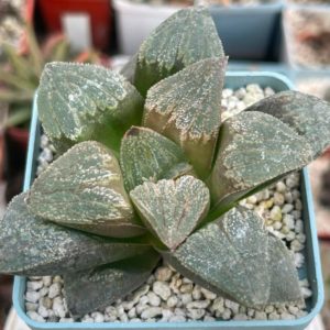 Haworthia pygmaea v. pygmaea (Japan) Big forma