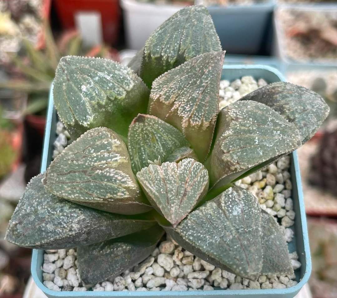Haworthia pygmaea v. pygmaea (Japan) Big forma