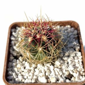 Thelocactus bicolor (Ko)