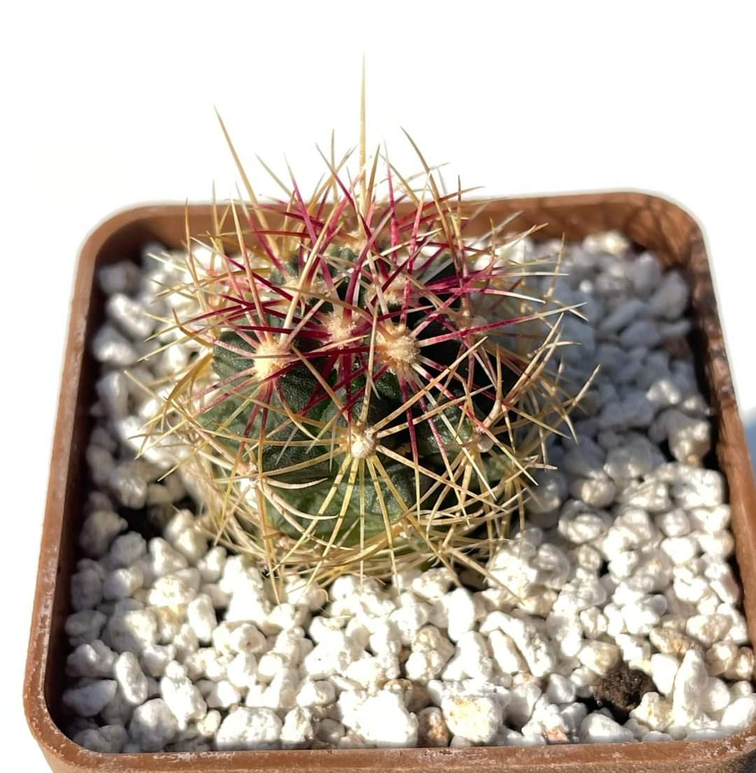 Thelocactus bicolor (Ko)