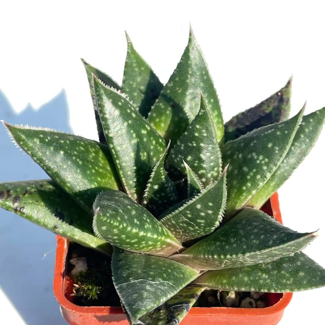 Gastrolea «Royal Princes»