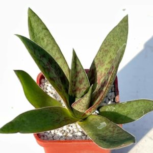 Crassula alba
