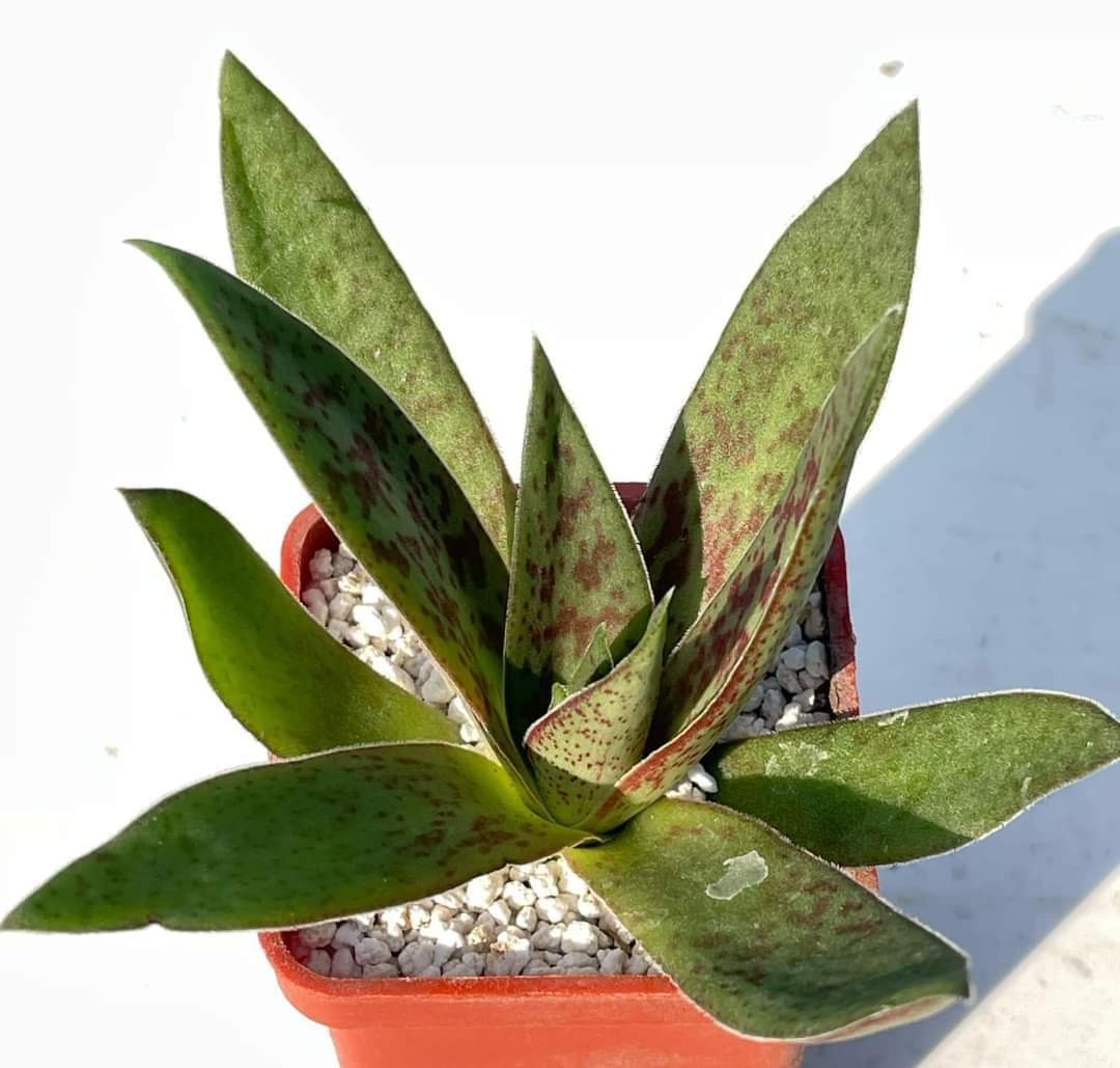 Crassula alba
