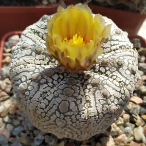 Astrophytum asterias ‘Super Kabuto’(насіння)