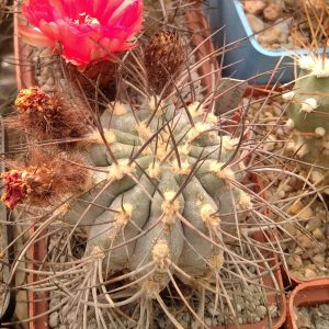 Acanthocalycium munitum -MG-hybr- seeds-семена-