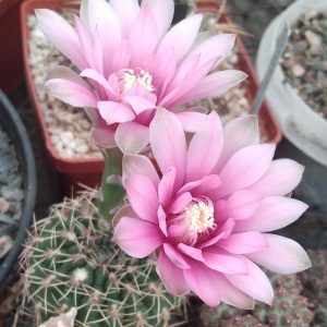 Gymnocalycium baldianum -pink flowers- s