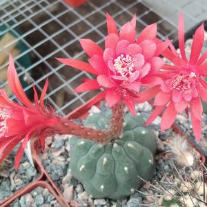 Matucana madisoniorum f. inermis -seeds-семена-
