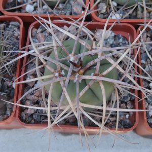 Gymn. cardenasianum v. longispinum -s