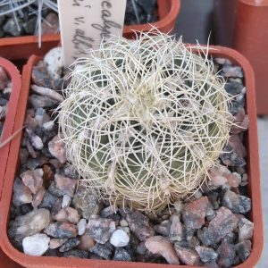 Gymn. bruchii v. albispinum -s