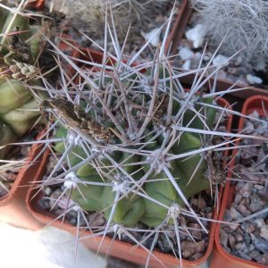 Gymnocalycium mostii -s