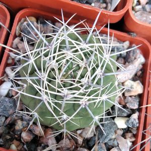 Gymnocalycium bicolor -s