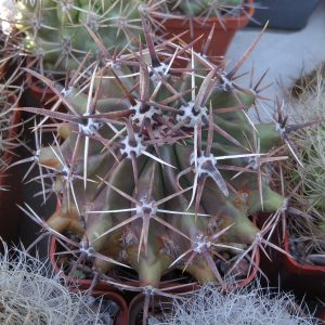 Ferocactus horridus -s