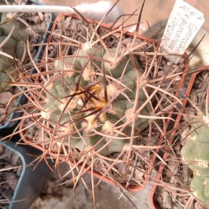 G. guanchinense v. longispinum LF16b -seeds-семена-