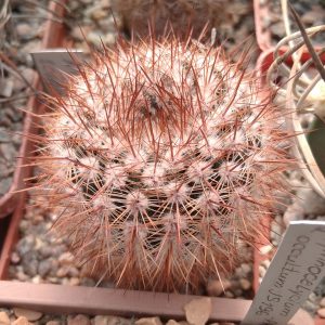 Notocactus schlosseri -s