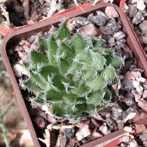 Haworthia arachnoidea -MG- s