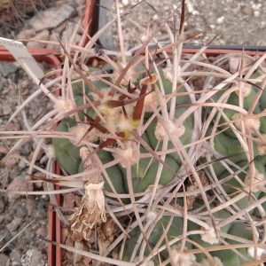 Gymn. ferocior STO498 x polycephalum P223 -seeds-семена-
