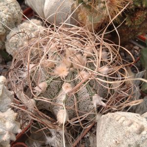 Astrophytum capricorne "Weisse Stachel"-seeds-семена-