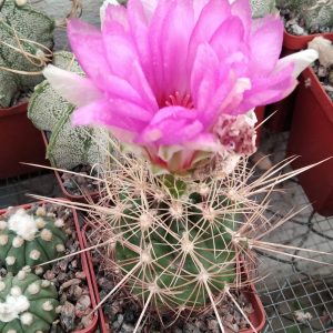 Thelocactus bicolor v. bollansis -s