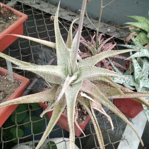 Aloe hybride -s