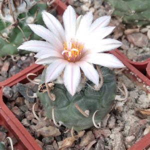 Turbinicarpus klinkerianus SB275 -s