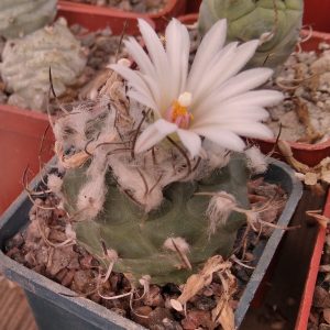 Turbinicarpus klinkerianus SB275 -s