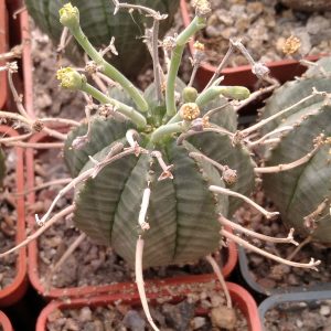 Euphorbia obesa x valida -s