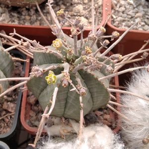 Euphorbia obesa x valida -s