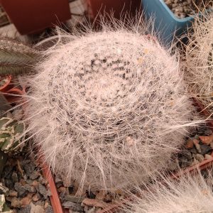 Mammillaria hahniana -s