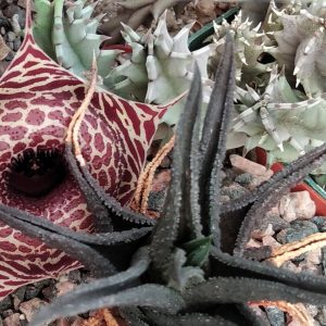 Huernia barbata -Koehres- побеги-