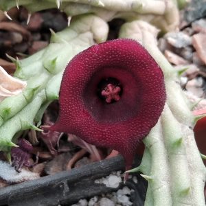 Huernia henensis -побеги-