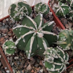 Astrophytum myriostigma cv.Hanya -s