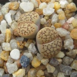 1597 lithops halii c 22