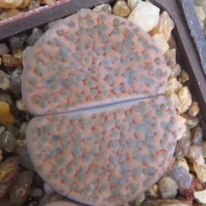 lithops fulviceps lactina