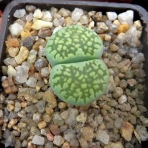 lithops salicola malachite